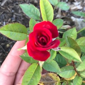 Meet your Posher, Ariana